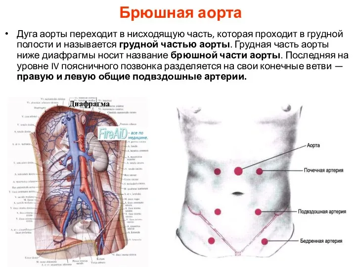 Брюшная аорта Дуга аорты переходит в нисходящую часть, которая проходит