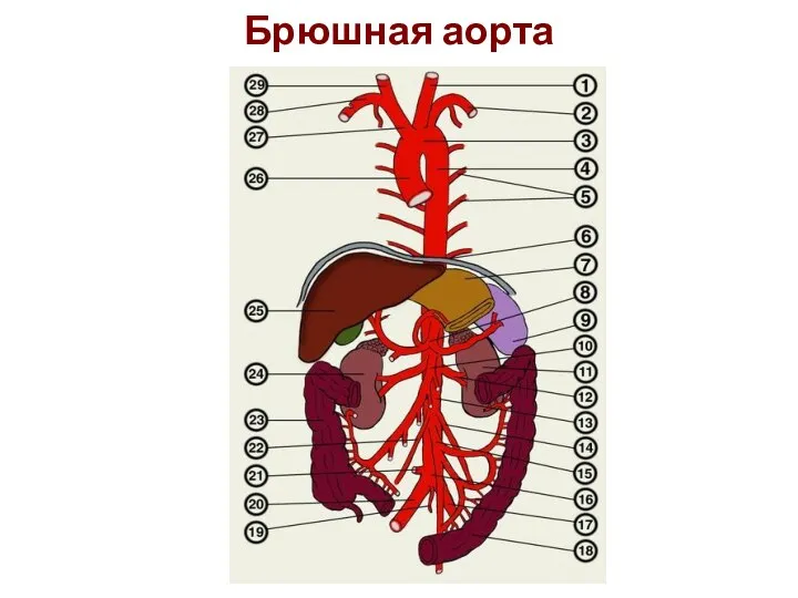 Брюшная аорта