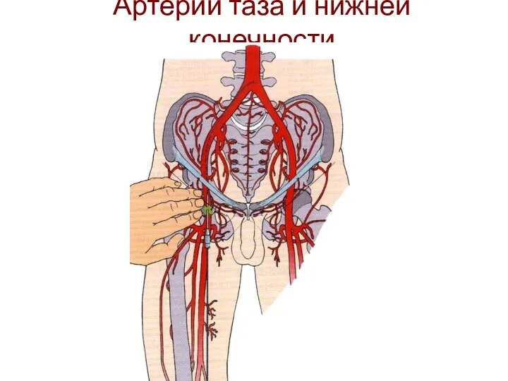 Артерии таза и нижней конечности