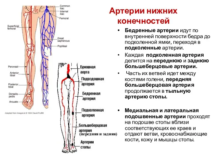 Артерии нижних конечностей Бедренные артерии идут по внутренней поверхности бедра