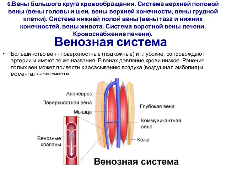 6.Вены большого круга кровообращения. Система верхней половой вены (вены головы