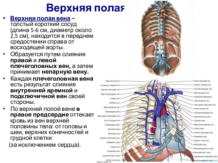 Верхняя полая вена Верхняя полая вена – толстый короткий сосуд