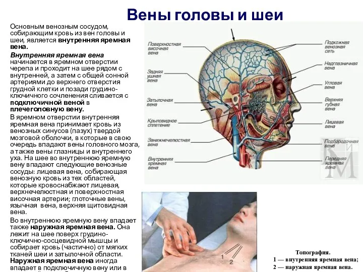 Вены головы и шеи Основным венозным сосудом, собирающим кровь из