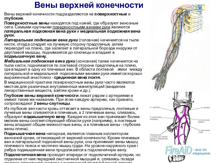 Вены верхней конечности Вены верхней конечности подразделяются на поверхностные и