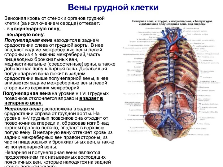 Вены грудной клетки Венозная кровь от стенок и органов грудной