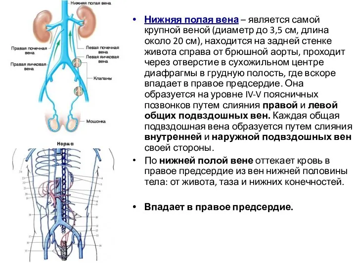 Нижняя полая вена – является самой крупной веной (диаметр до