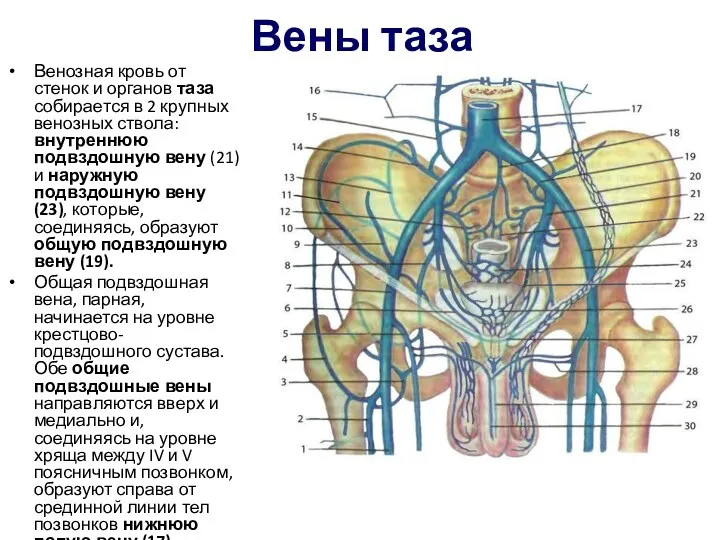 Вены таза Венозная кровь от стенок и органов таза собирается