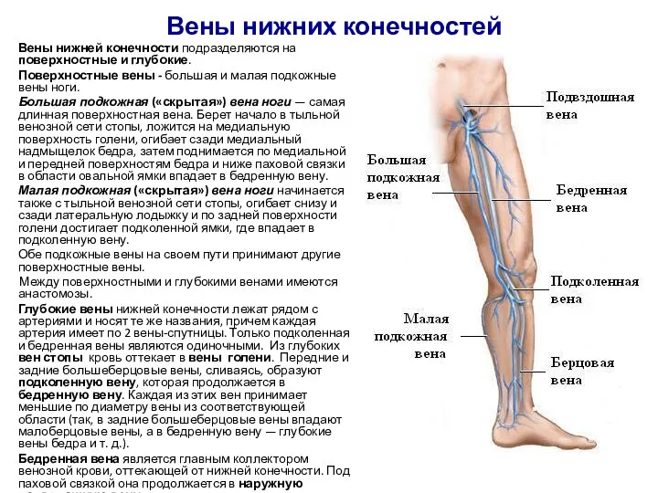 Вены нижних конечностей Вены нижней конечности подразделяются на поверхностные и