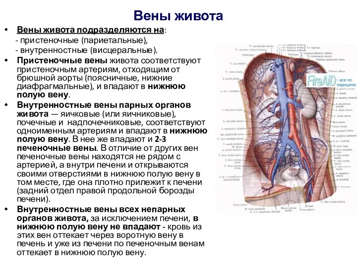 Вены живота Вены живота подразделяются на: - пристеночные (париетальные), -