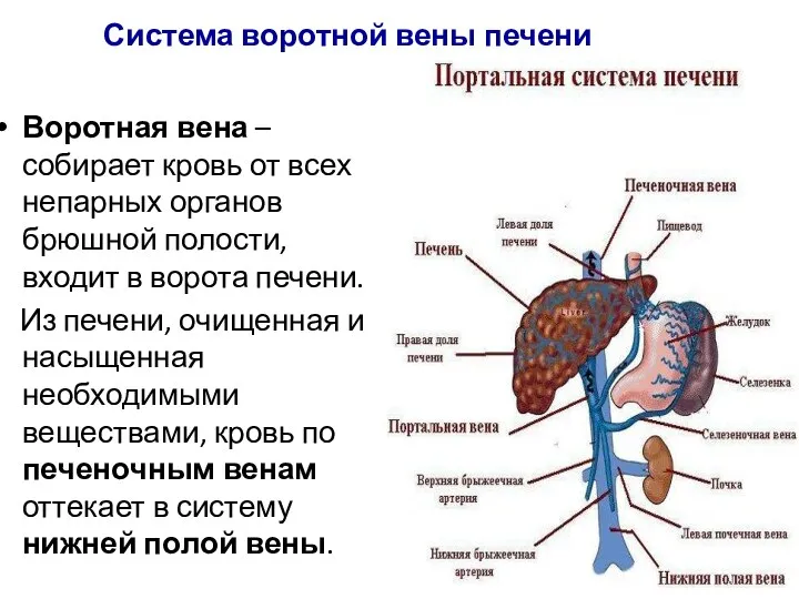 Система воротной вены печени Воротная вена – собирает кровь от