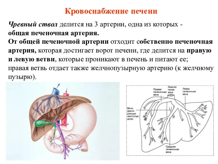 Кровоснабжение печени Чревный ствол делится на 3 артерии, одна из