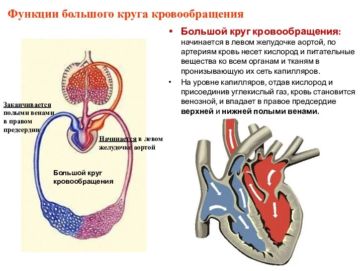 Большой круг кровообращения: начинается в левом желудочке аортой, по артериям