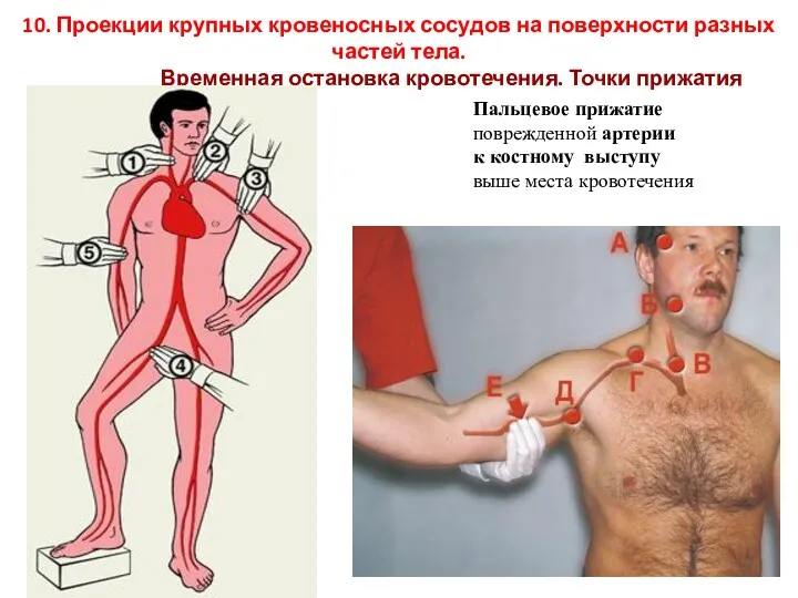 10. Проекции крупных кровеносных сосудов на поверхности разных частей тела.