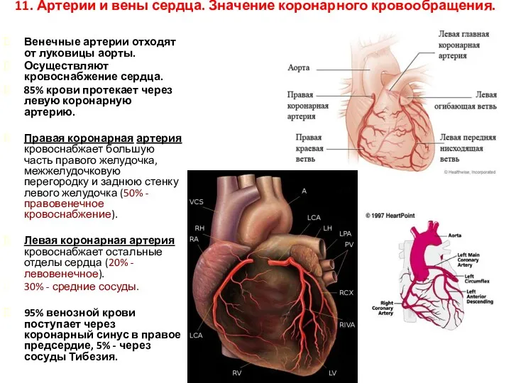 11. Артерии и вены сердца. Значение коронарного кровообращения. Венечные артерии