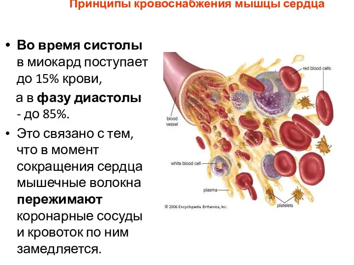 Принципы кровоснабжения мышцы сердца Во время систолы в миокард поступает