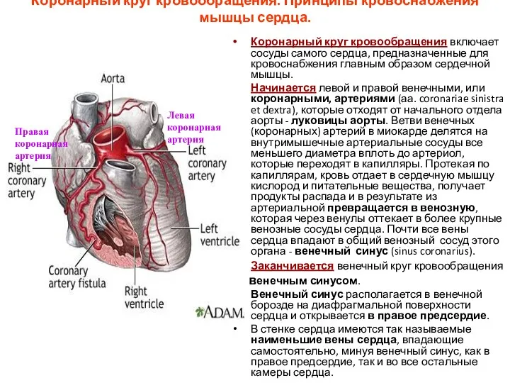 Коронарный круг кровообращения. Принципы кровоснабжения мышцы сердца. Коронарный круг кровообращения
