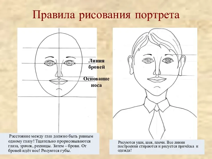 Линия бровей Основание носа Правила рисования портрета Расстояние между глаз