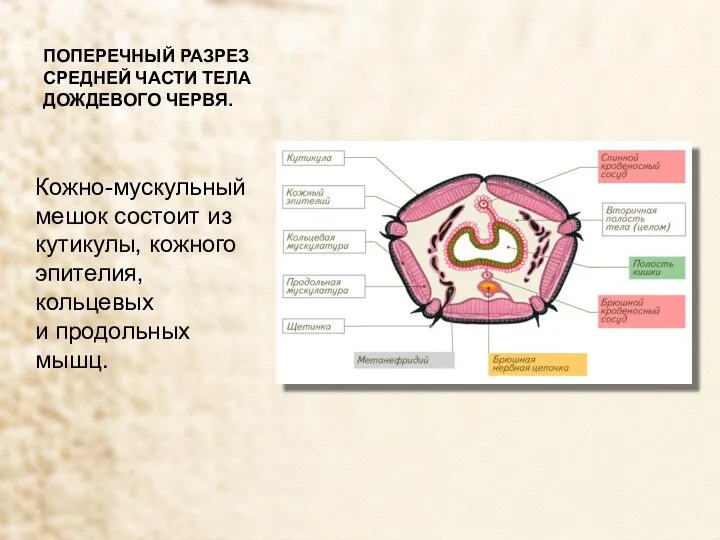 ПОПЕРЕЧНЫЙ РАЗРЕЗ СРЕДНЕЙ ЧАСТИ ТЕЛА ДОЖДЕВОГО ЧЕРВЯ. Кожно-мускульный мешок состоит