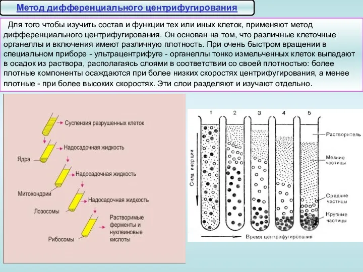 Метод дифференциального центрифугирования Для того чтобы изучить состав и функции