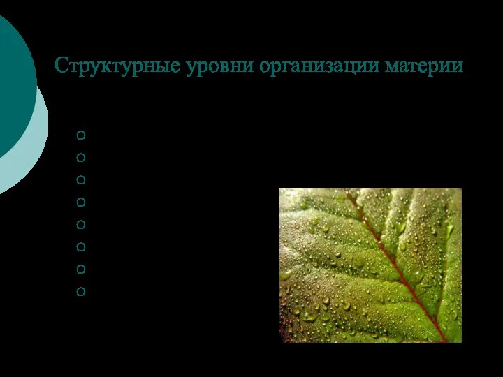 Структурные уровни организации материи Живая природа: уровень биологических макромолекул клеточный