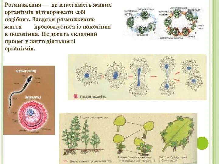 Розмноження — це властивість живих організмів відтворювати собі подібних. Завдяки