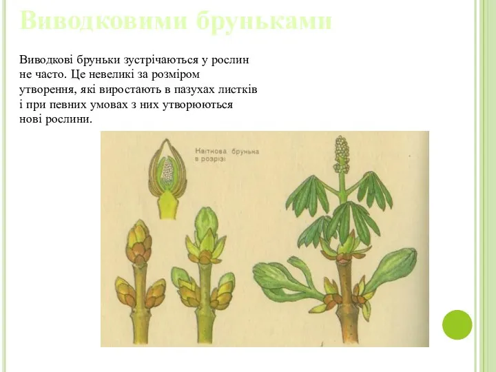 Виводковими бруньками Виводкові бруньки зустрічаються у рослин не часто. Це