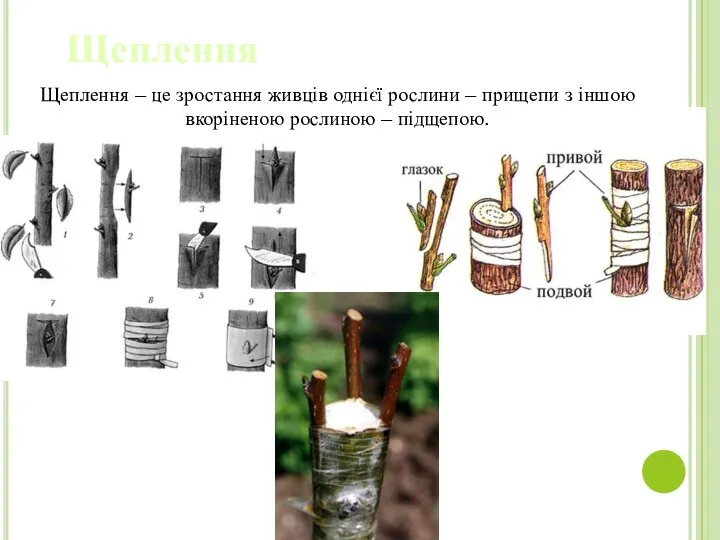 Щеплення Щеплення – це зростання живців однієї рослини – прищепи з іншою вкоріненою рослиною – підщепою.