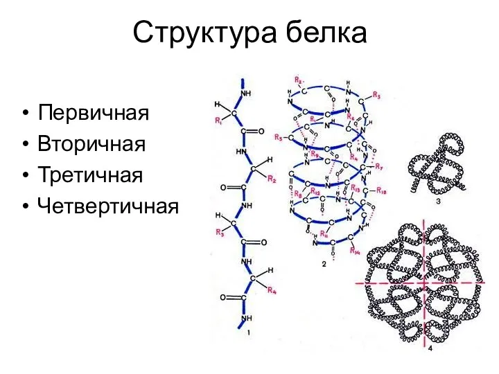 Структура белка Первичная Вторичная Третичная Четвертичная