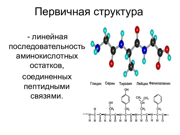 Первичная структура линейная последовательность аминокислотных остатков, соединенных пептидными связями.