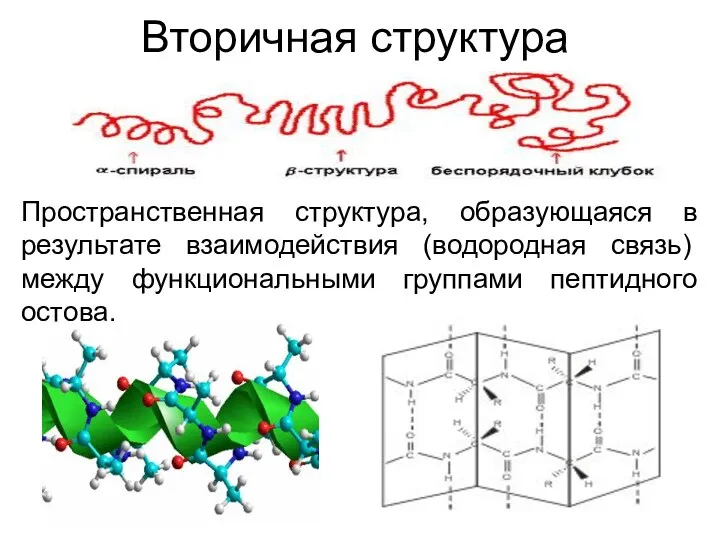Вторичная структура Пространственная структура, образующаяся в результате взаимодействия (водородная связь) между функциональными группами пептидного остова.