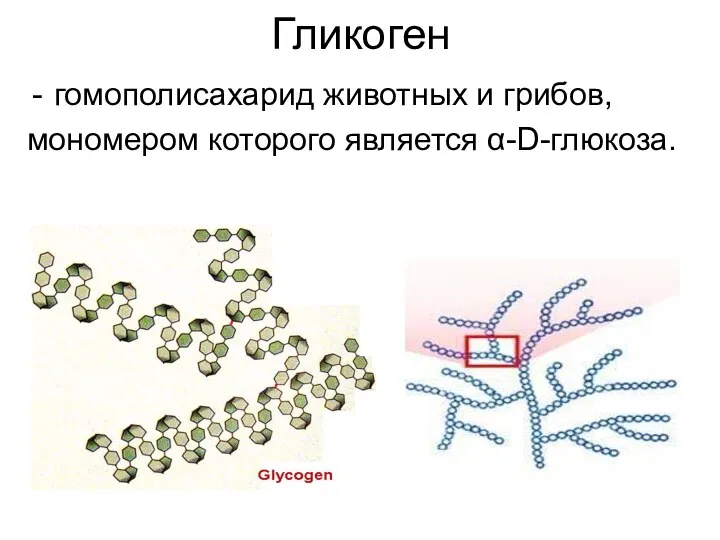 Гликоген гомополисахарид животных и грибов, мономером которого является α-D-глюкоза.