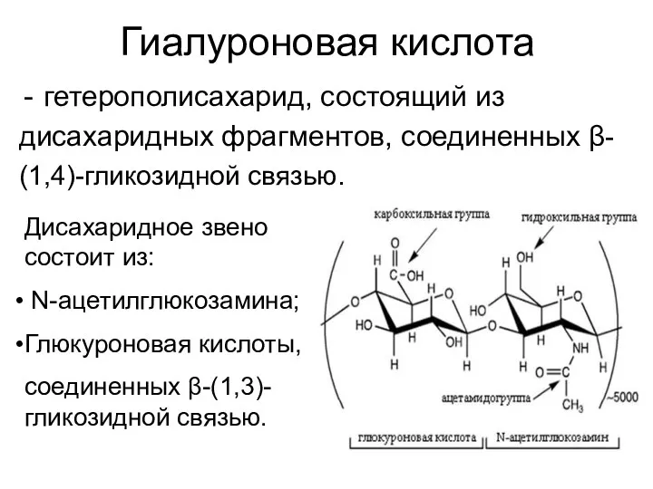 Гиалуроновая кислота гетерополисахарид, состоящий из дисахаридных фрагментов, соединенных β- (1,4)-гликозидной