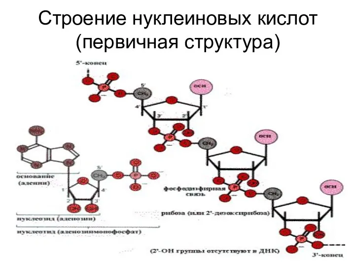 Строение нуклеиновых кислот (первичная структура)