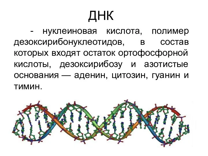 ДНК - нуклеиновая кислота, полимер дезоксирибонуклеотидов, в состав которых входят