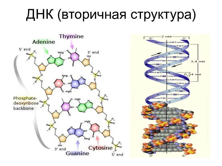 ДНК (вторичная структура)