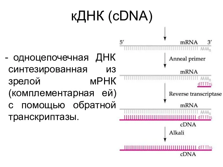 кДНК (cDNA) одноцепочечная ДНК синтезированная из зрелой мРНК (комплементарная ей) с помощью обратной транскриптазы.