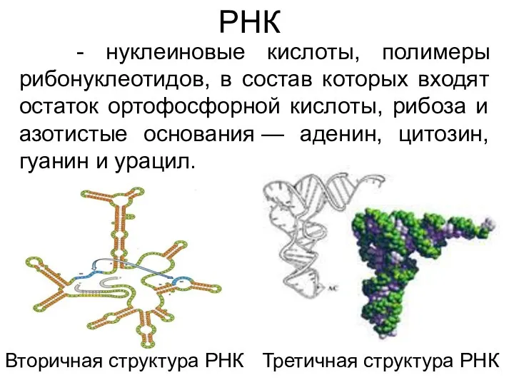 РНК - нуклеиновые кислоты, полимеры рибонуклеотидов, в состав которых входят