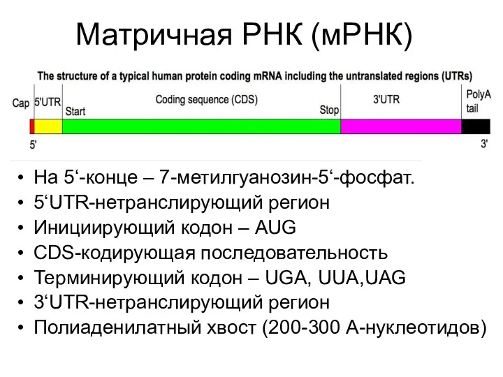 Матричная РНК (мРНК) На 5‘-конце – 7-метилгуанозин-5‘-фосфат. 5‘UTR-нетранслирующий регион Инициирующий