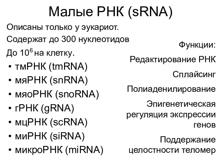 Малые РНК (sRNA) Описаны только у эукариот. Содержат до 300