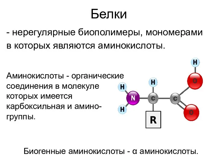 Белки - нерегулярные биополимеры, мономерами в которых являются аминокислоты. Аминокислоты