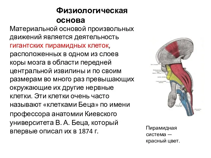 Материальной основой произвольных движений является деятельность гигантских пирамидных клеток, расположенных