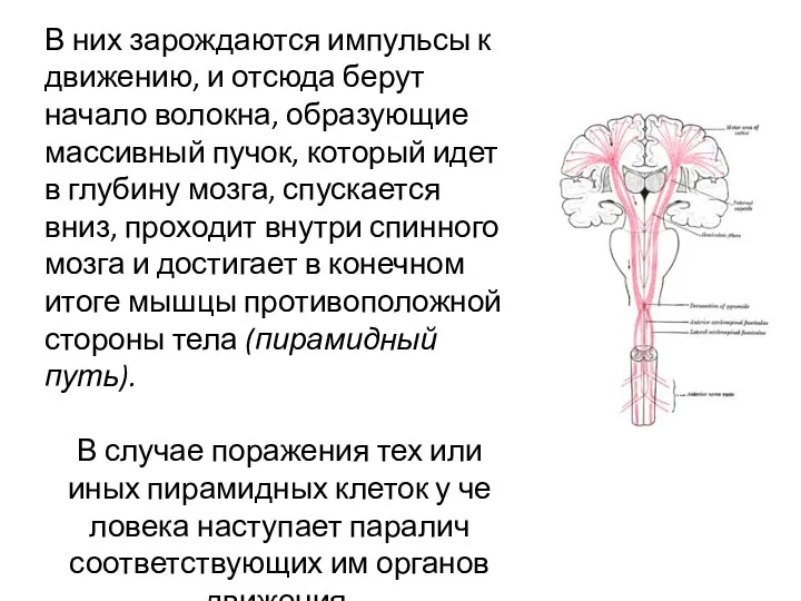 В них зарождаются им­пульсы к движению, и отсюда берут начало