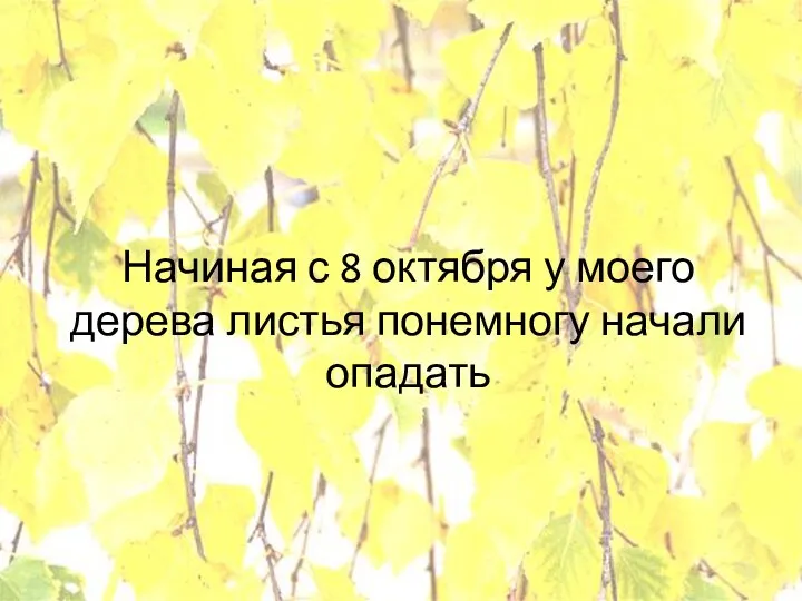 Начиная с 8 октября у моего дерева листья понемногу начали опадать