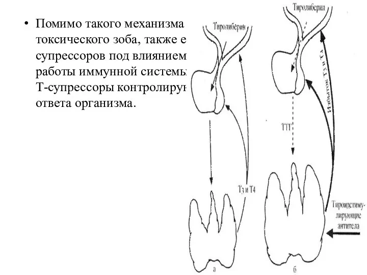 Помимо такого механизма развития диффузного токсического зоба, также еще нарушается функция Т-супрессоров под
