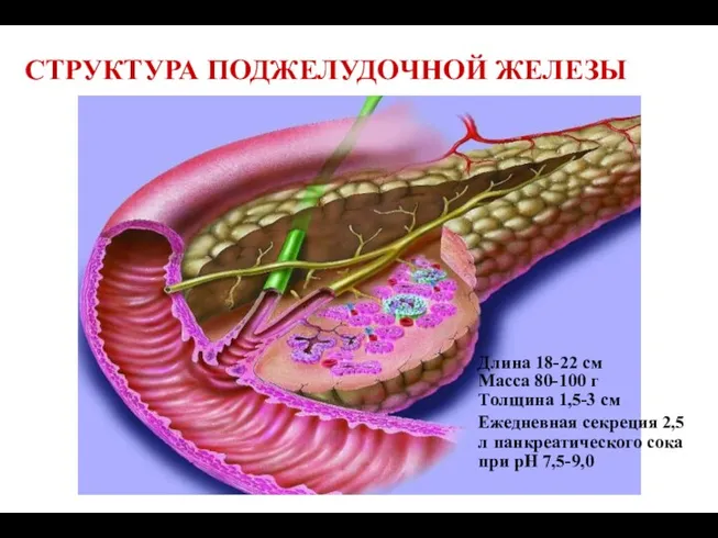 СТРУКТУРА ПОДЖЕЛУДОЧНОЙ ЖЕЛЕЗЫ Длина 18-22 см Масса 80-100 г Толщина