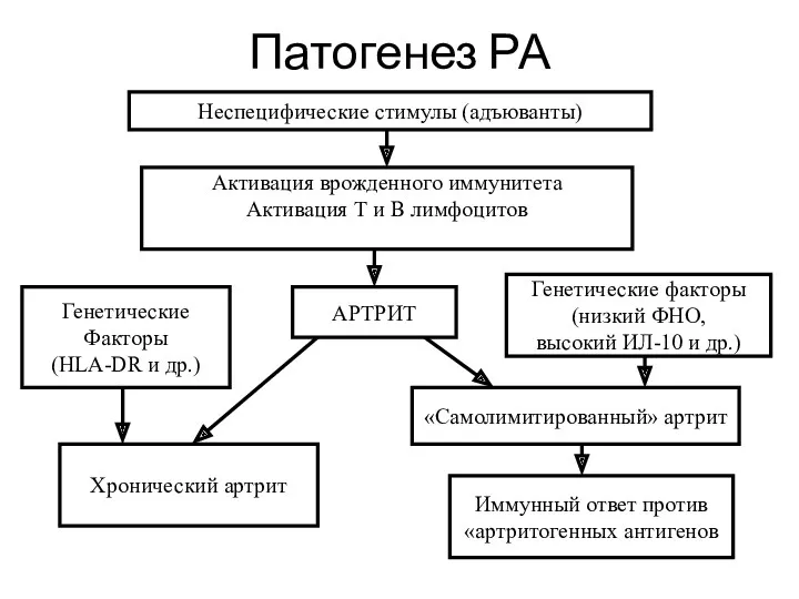 Патогенез РА Неспецифические стимулы (адъюванты) Активация врожденного иммунитета Активация Т