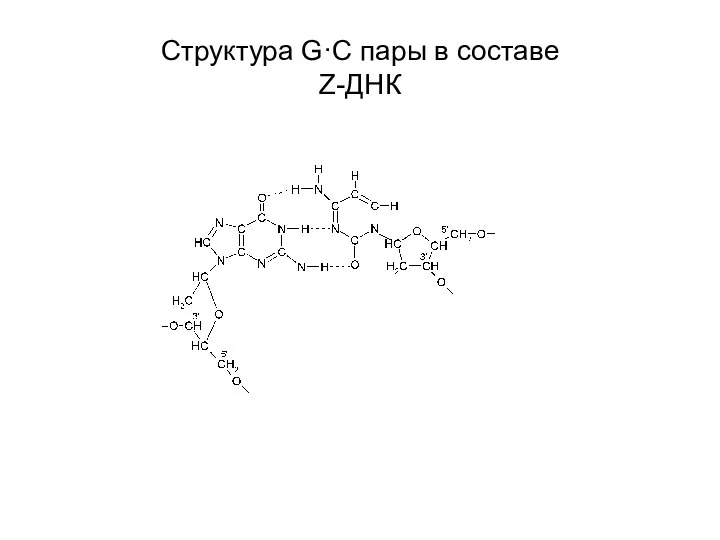 Структура G·С пары в составе Z-ДНК