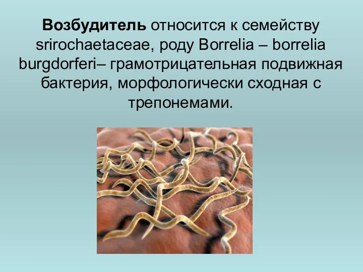 Возбудитель относится к семейству srirochaetасеае, роду Воrrelia – borrelia burgdorferi–