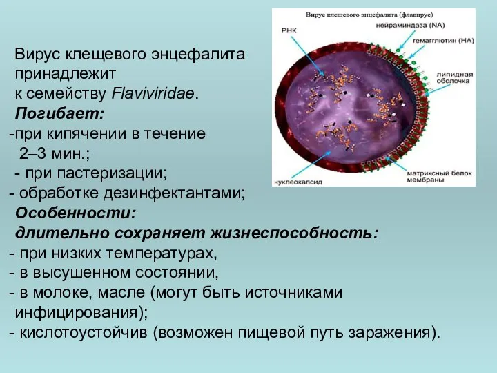 Вирус клещевого энцефалита принадлежит к семейству Flaviviridae. Погибает: при кипячении