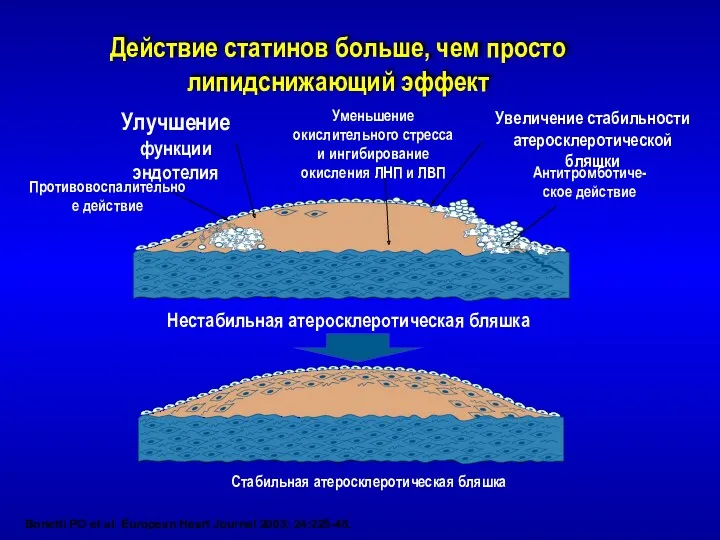 Действие статинов больше, чем просто липидснижающий эффект Улучшение функции эндотелия